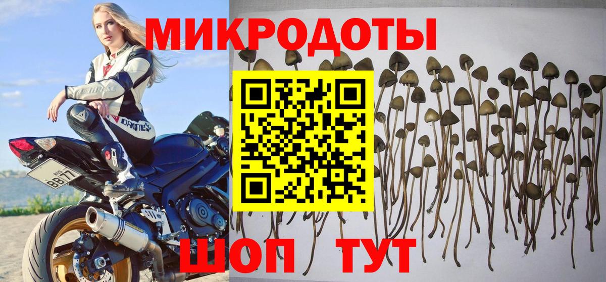Псилоцибиновые грибы Psilocybe Сертолово